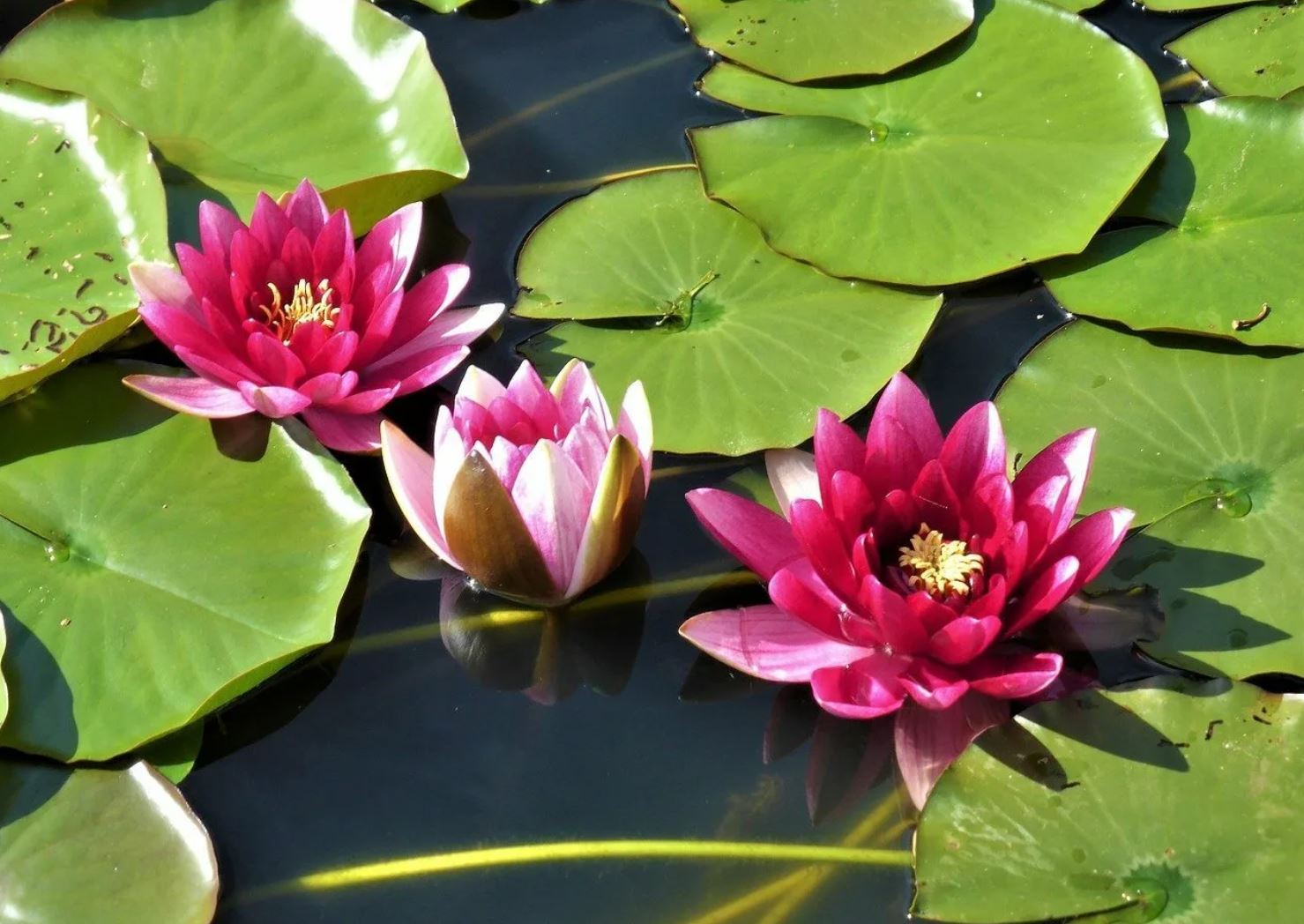 Лотосты көрген де арманда, көрмеген де арманда