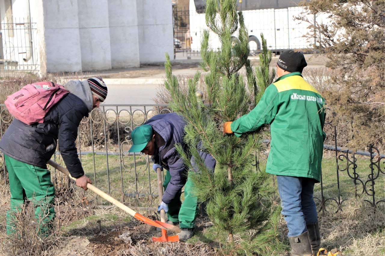 600 мыңнан астам көшет егіледі