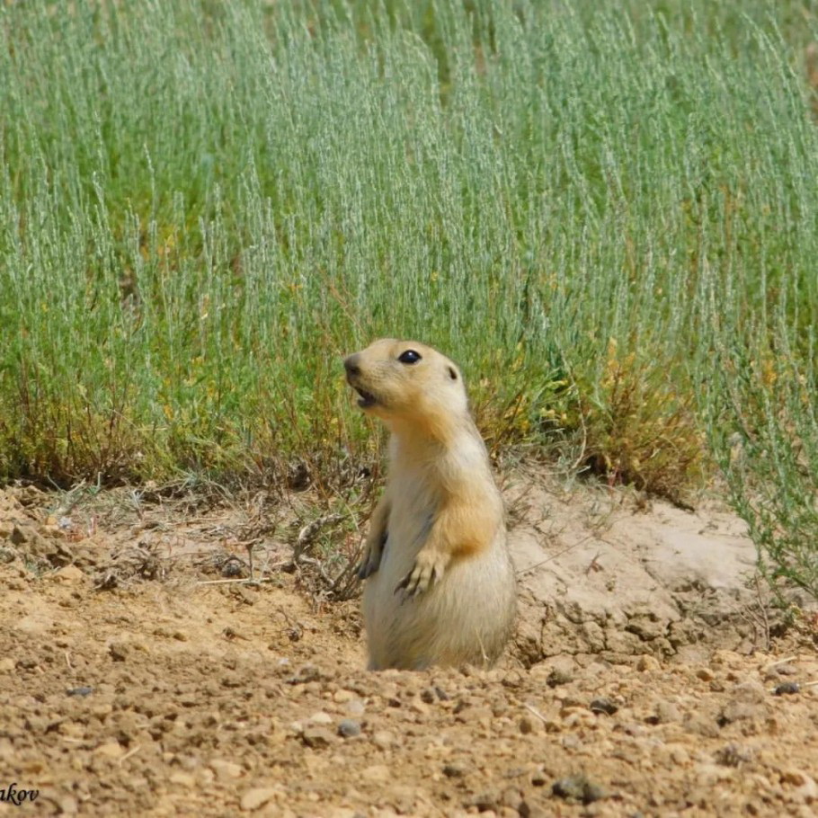 Зорман оянды