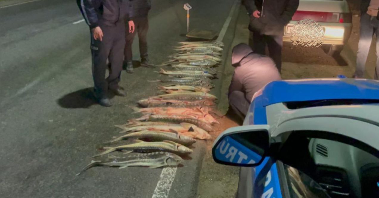 Маңғыстауда ірі көлемде бекіре аулаған браконьерлер ұсталды