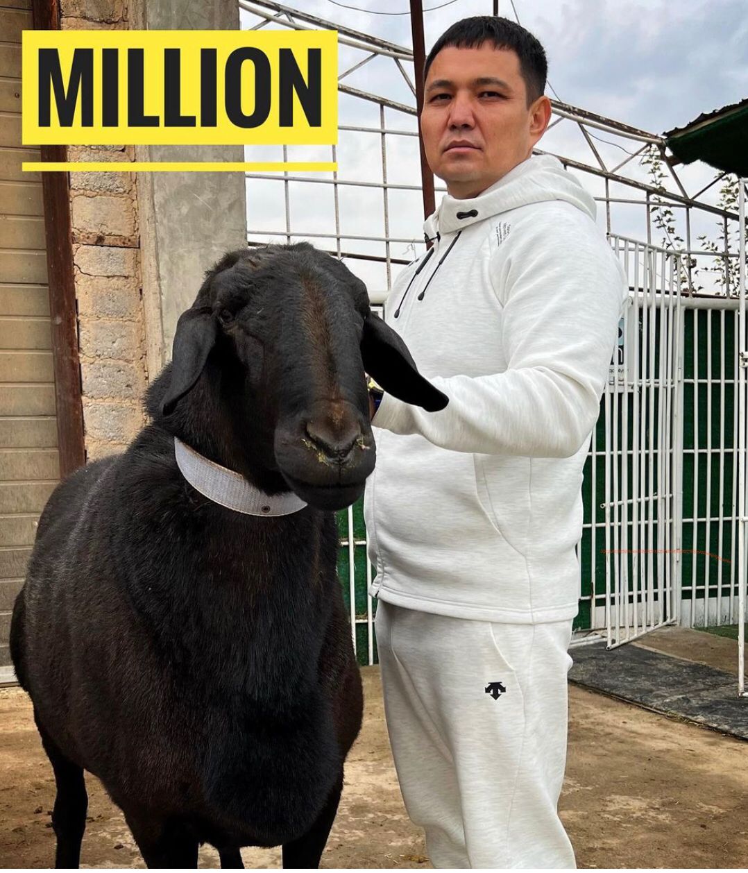 Салмағы 230 келі қой Қазақстанның рекордтар кітабына енді