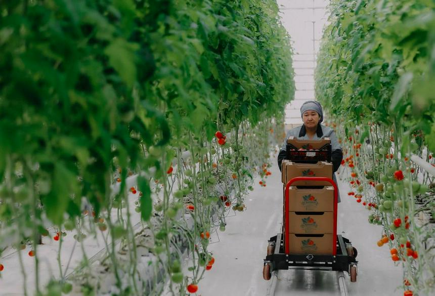 Ақжайықтың жылыжайы