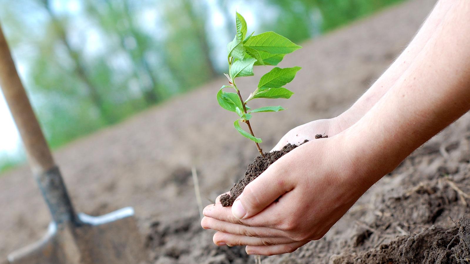 Көшет егу – көшелі іс