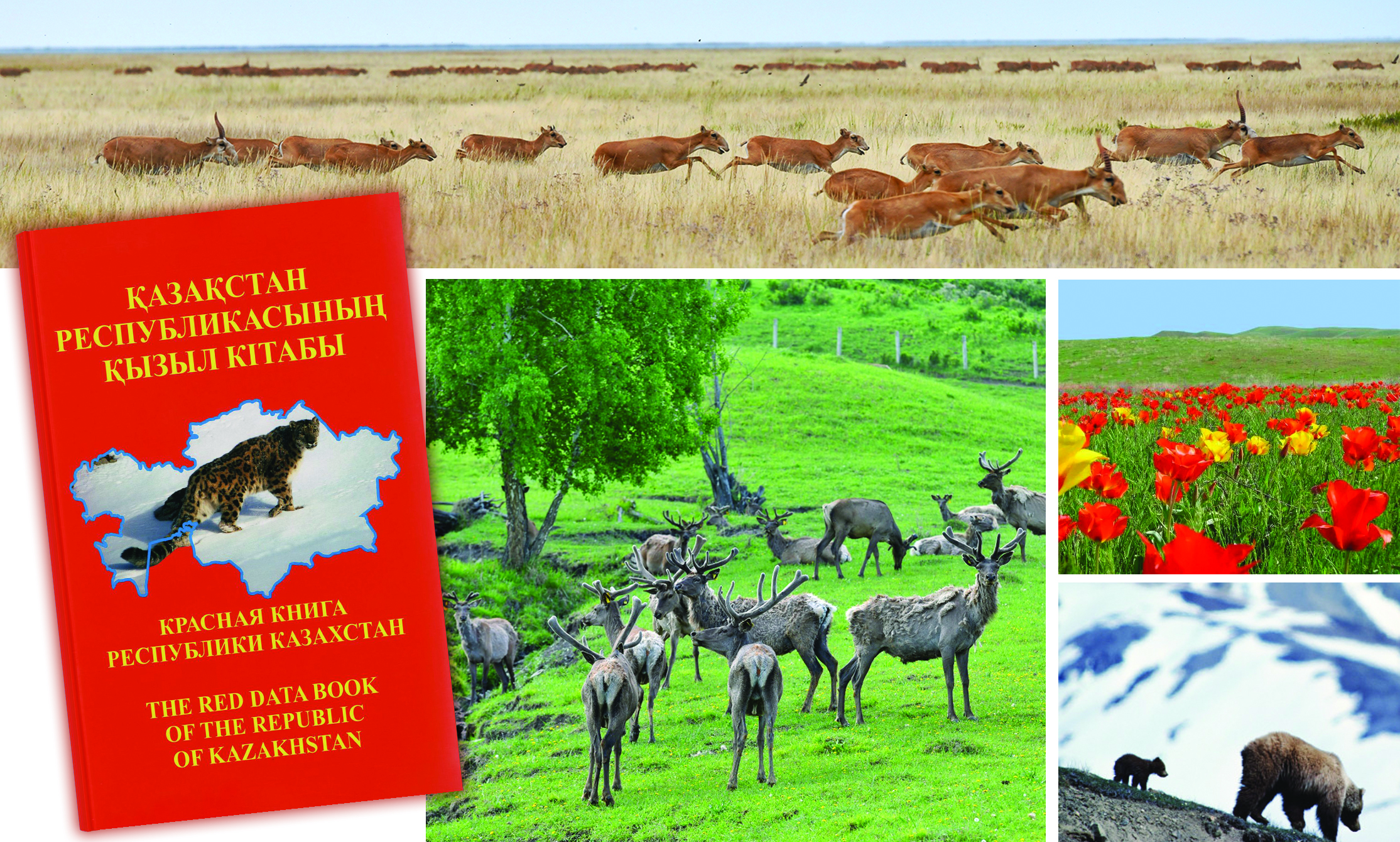 «Қызыл кітап»: Жаңа басылымның жаңалықтары