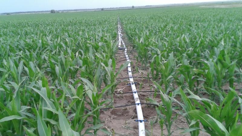 Шаруаның шешілмеген мәселесі