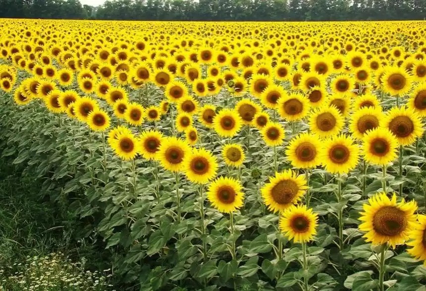 Күнбағыс өсірушілер көмекке мұқтаж