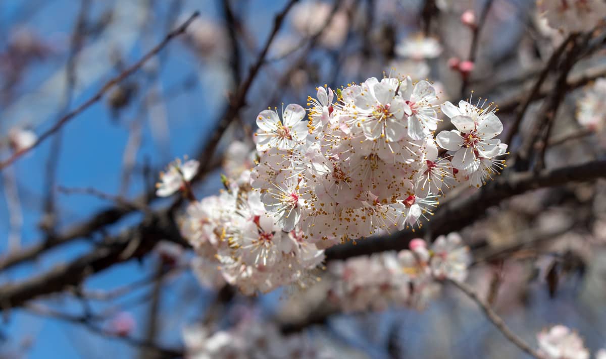 Алдағы 3 күнге арналған ауа-райы болжамы