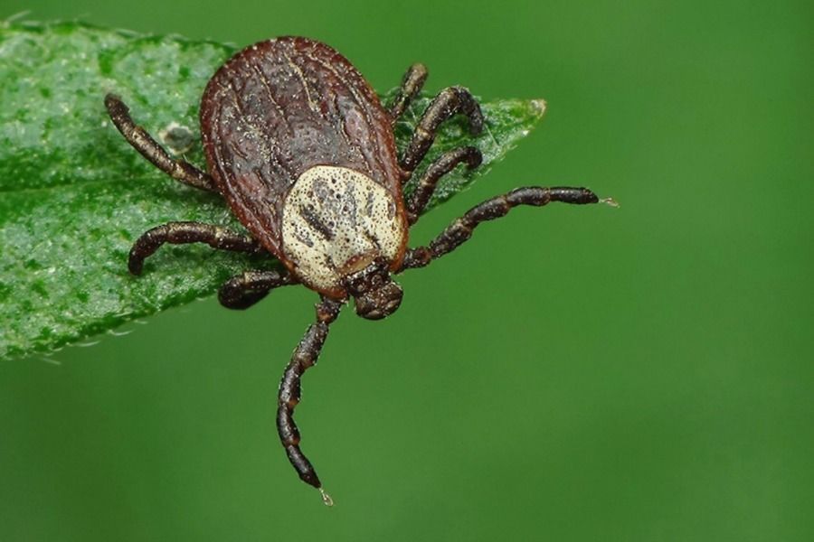 Кенеден сақтан!