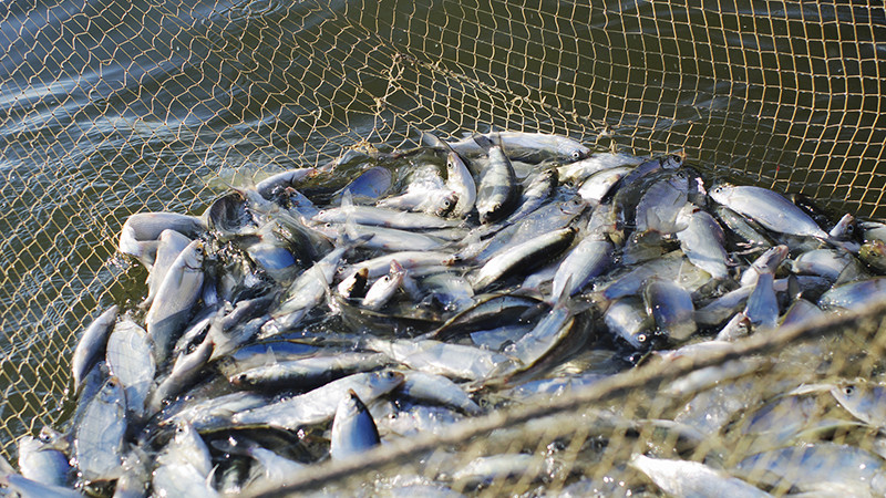 Елімізде «Уылдырық» науқаны басталды