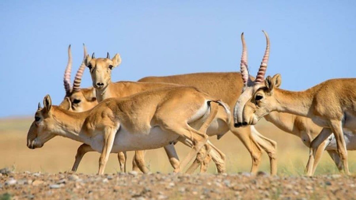 БҚО-да киіктер қырылып жатыр