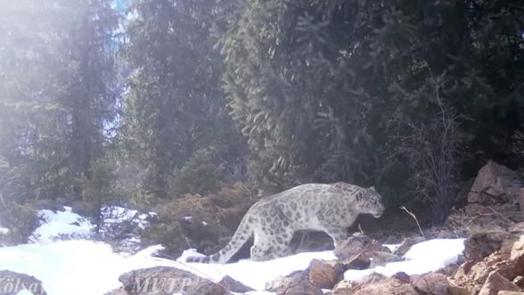 «Қызыл кітапқа» енген қар барысы фототұзаққа ілінді