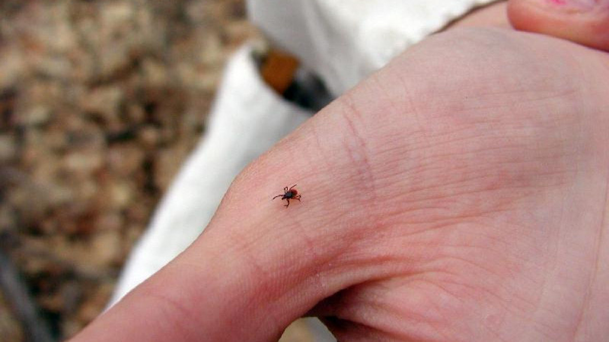 Алматыда 100-ден астам баланы кене шаққан