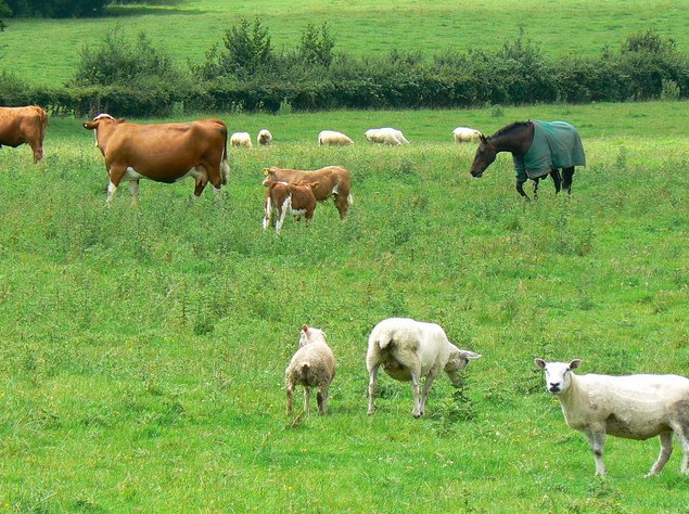 Бақпағанға мал бітпес