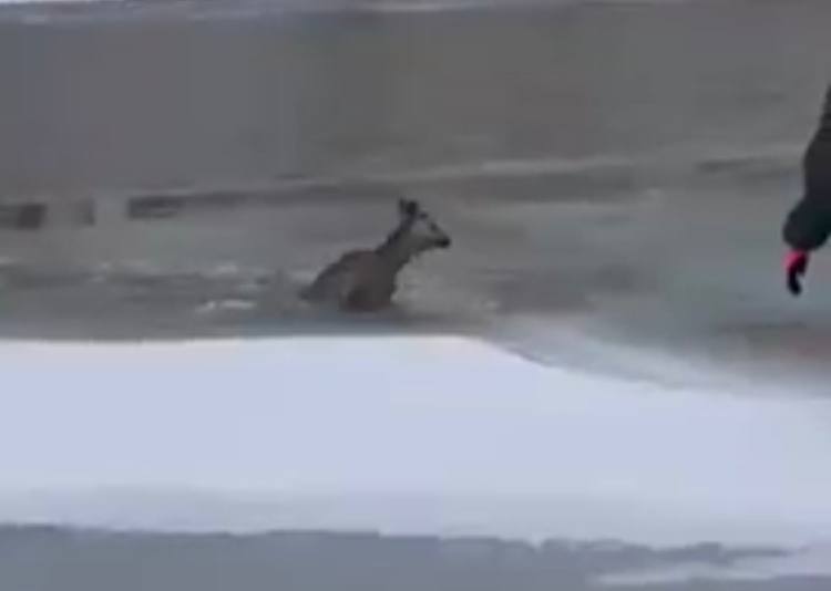 Павлодарда Ертіс өзеніне түсіп кеткен еліктің лағы құтқарылды