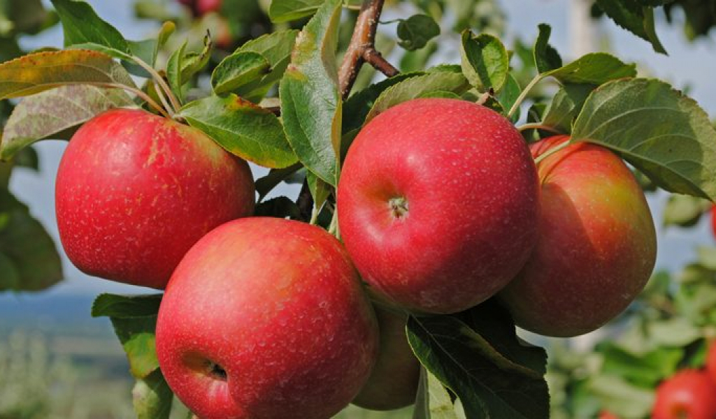 Маттиас Крамер Сиверс алмасын әлемге танытудың жолын айтты