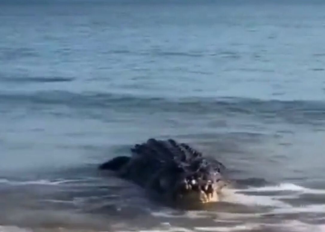 Каспий теңізінде қолтырауын жүргені рас па?