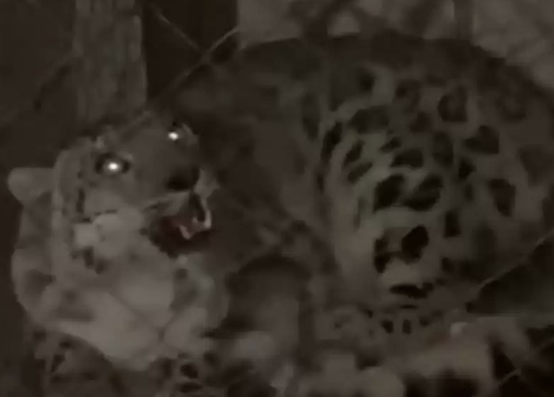 Алматы облысында табылған қар барысы хайуанаттар бағына тапсырылды