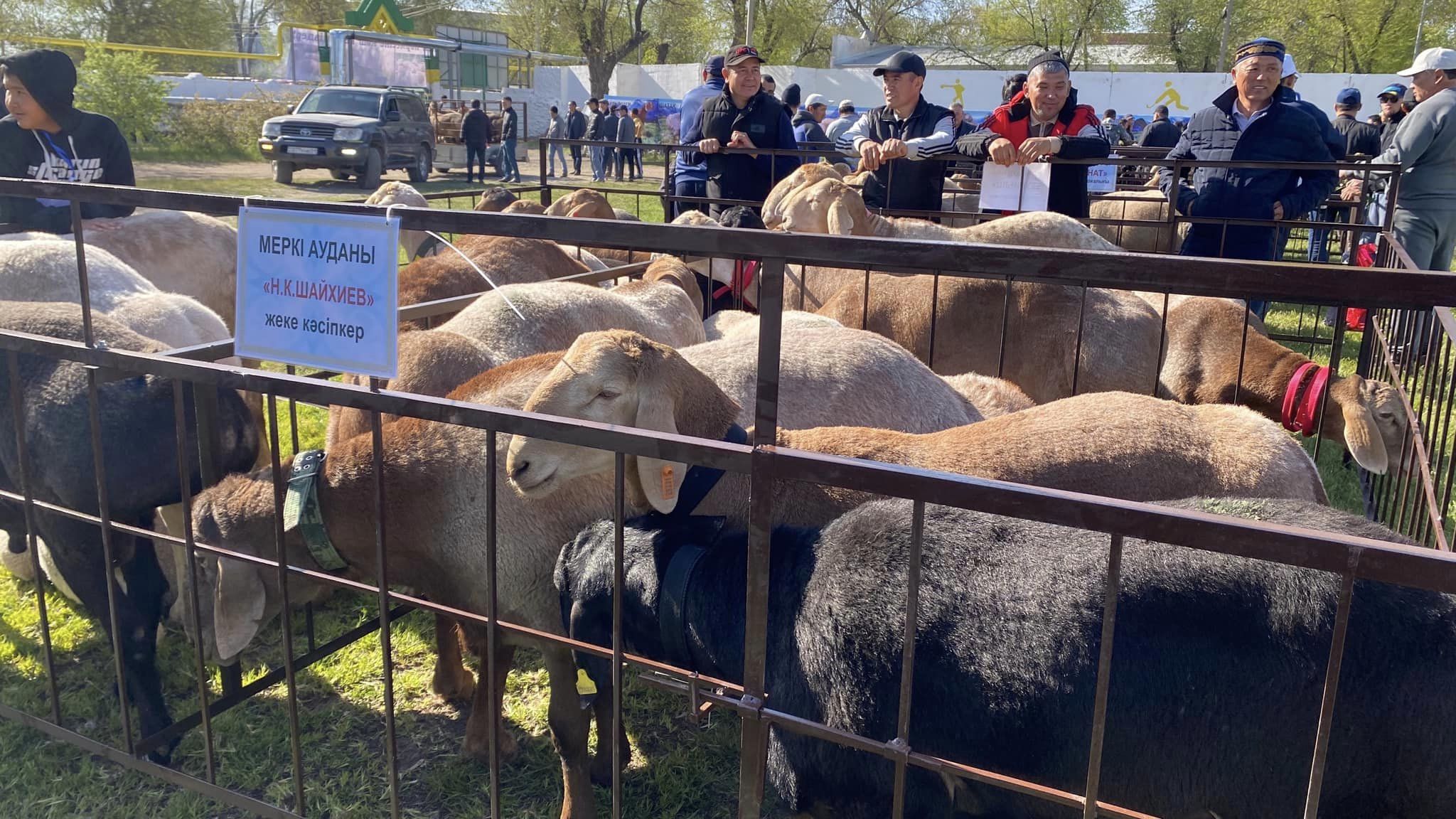 Шу ауданында асыл тұқымды қошқарлар көрмесі өтті