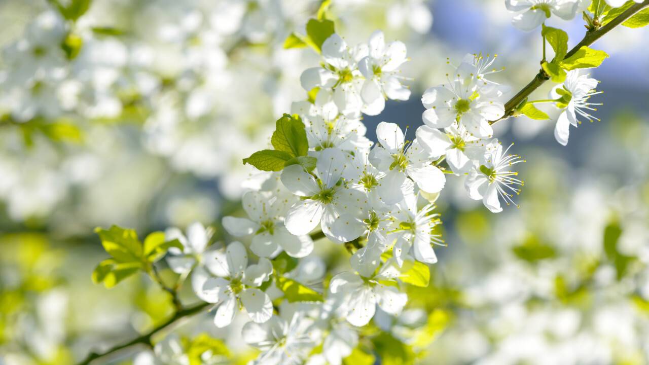 Елімізде 33 градусқа дейін күн ысиды