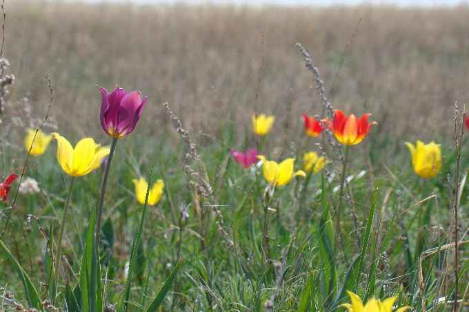 Қырда құлпырған қызғалдақ