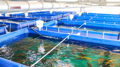 Балық өсіру де береке