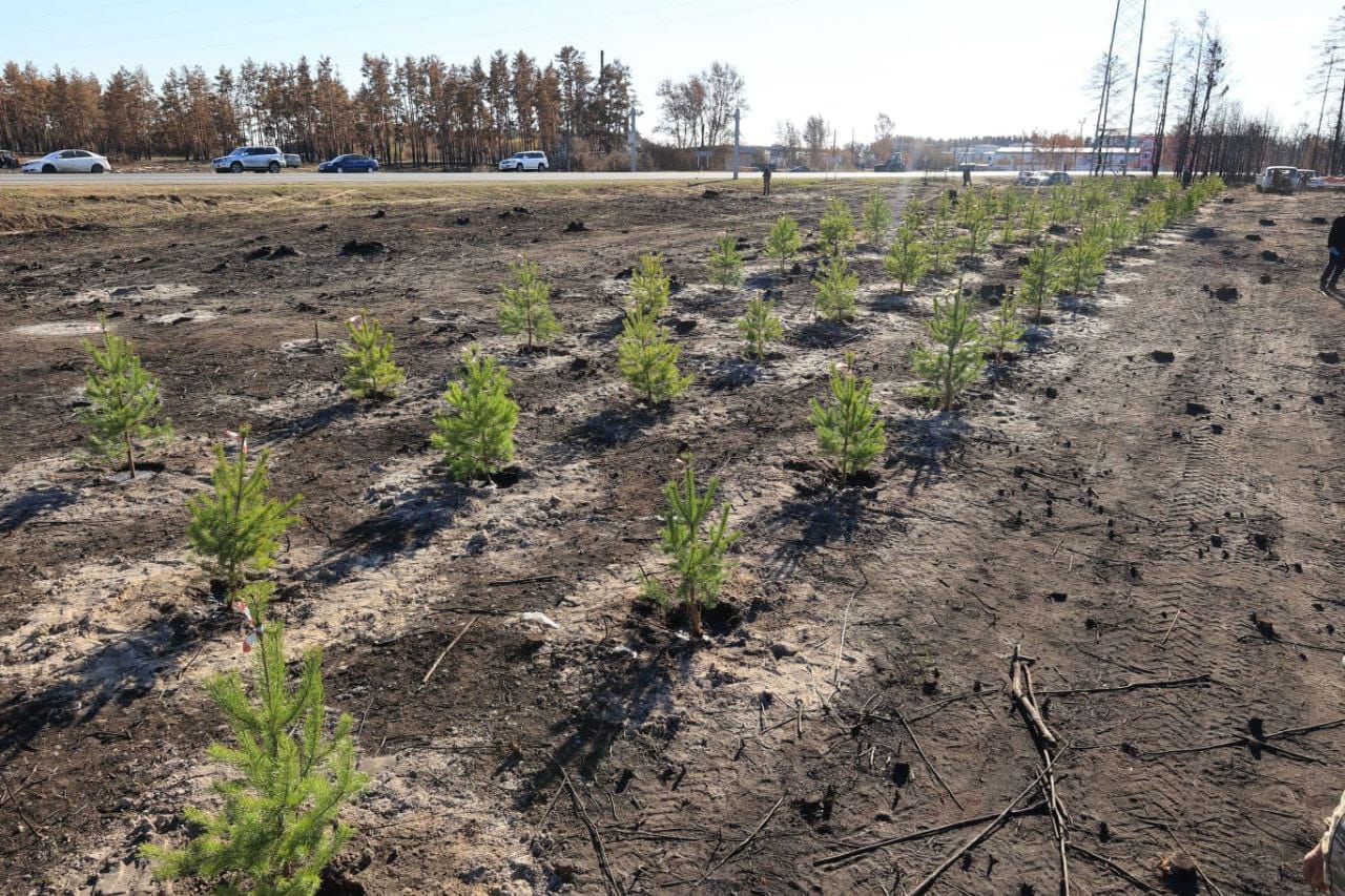 Орман көшет егуден басталады