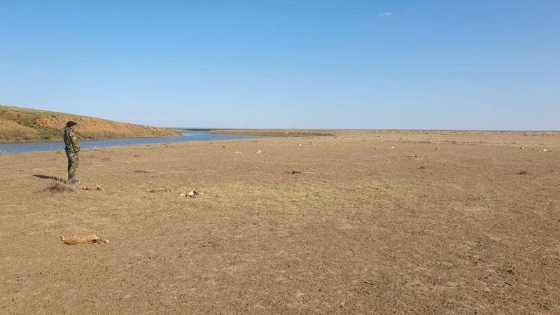 Батыс Қазақстан облысында 150-ге жуық киіктің қаңқасы табылды