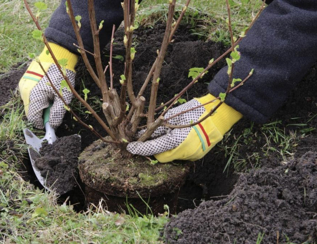 Шығыс Қазақстан облысында 8 миллион ағаш отырғызылады
