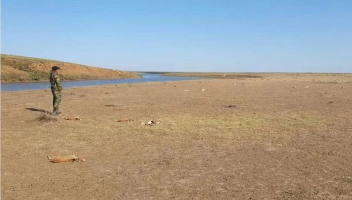 Батыс Қазақстан облысында киіктердің қырылу себебі белгілі болды