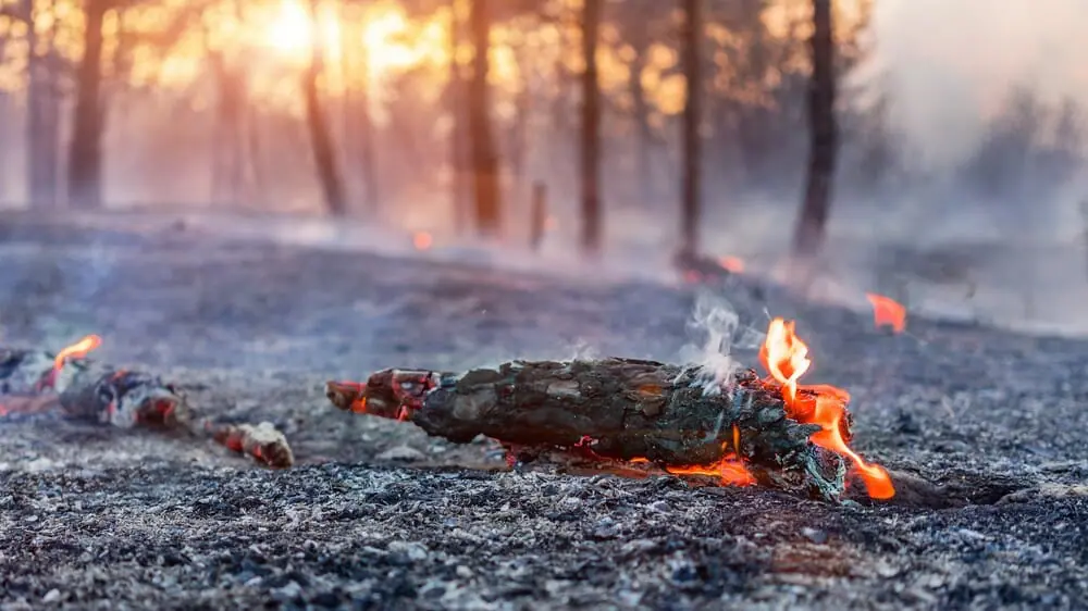 Абай облысындағы орман өрті: Елді мекендерге ешқандай қауіп жоқ