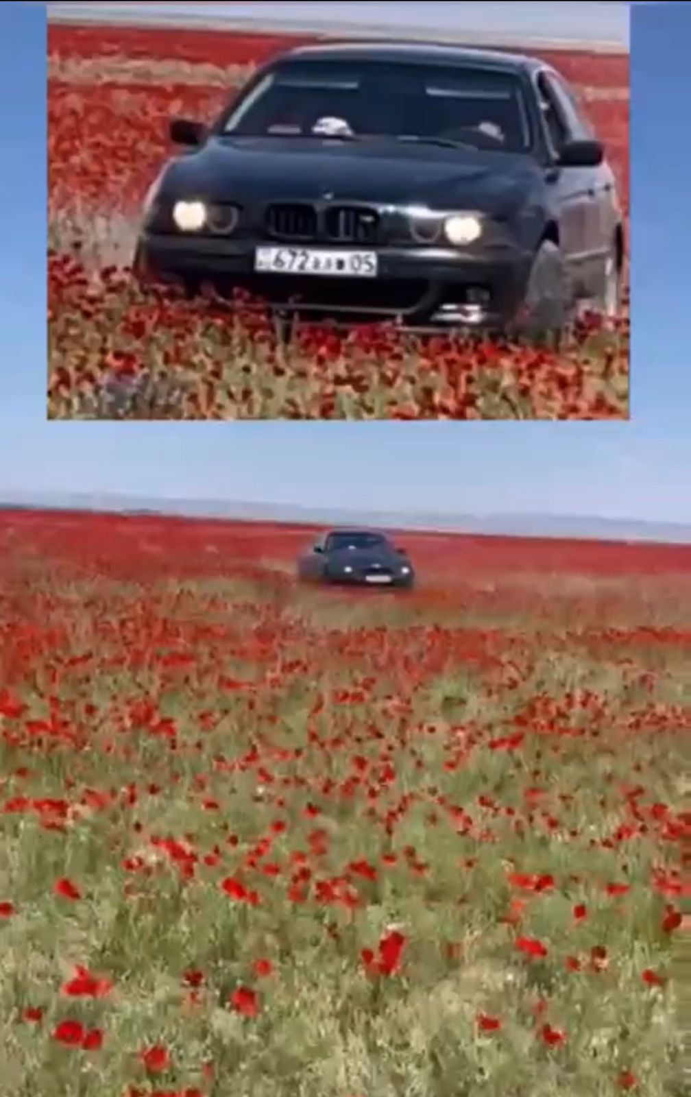 Алматы маңында гүлдер алқабын таптап өткен жүргізуші көпшіліктің ашуын туғызды