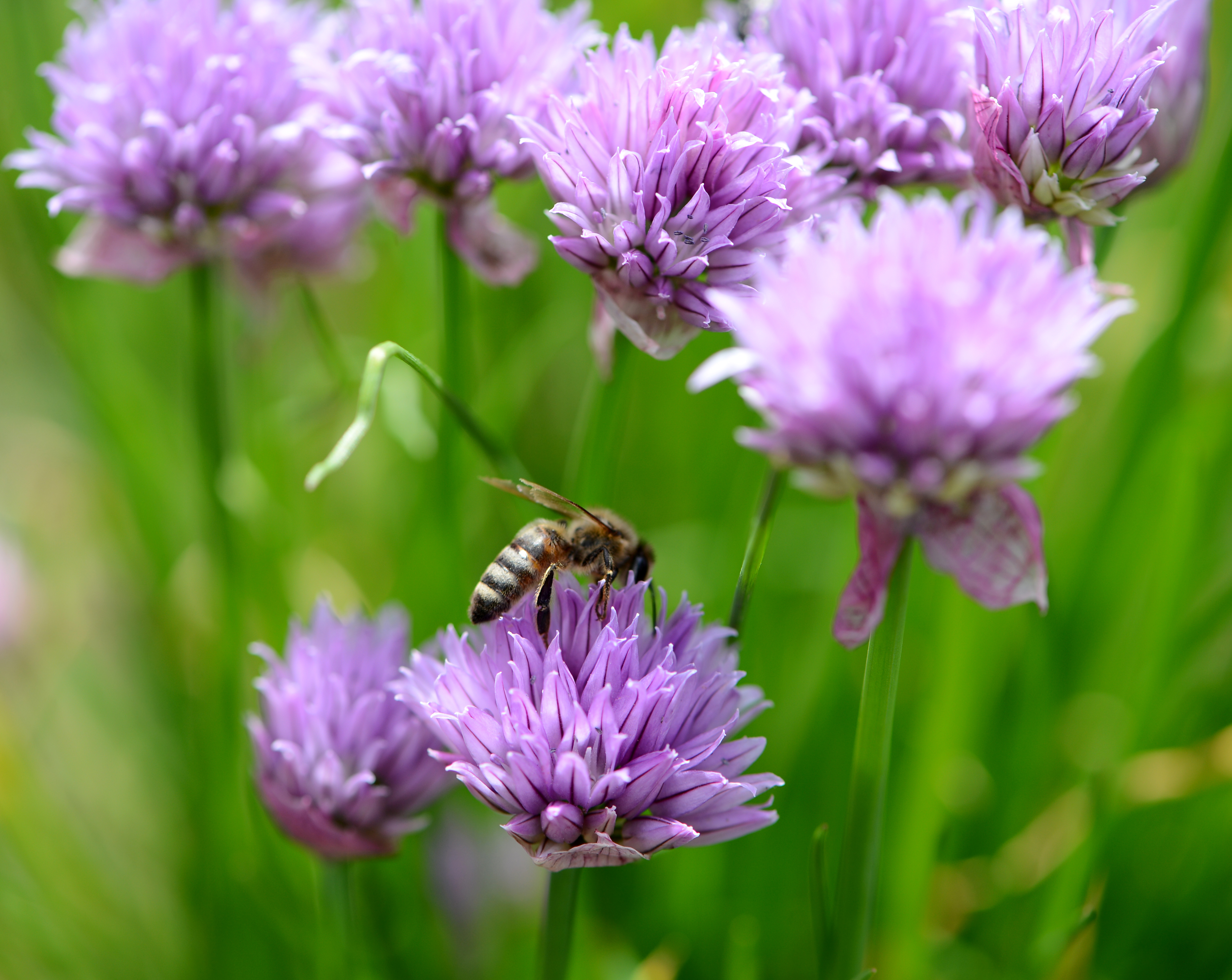 Өсімдіктер дүниесін сақтау жаңа заңда қаншалықты қамтылды?