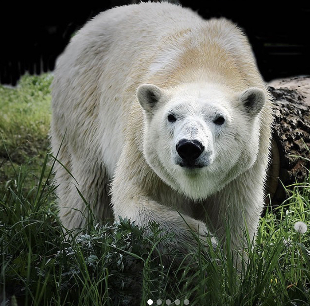 Алматы зообағынан енді ақ аюды көруге болады