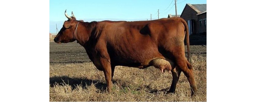Құтқарған – қызыл сиыр