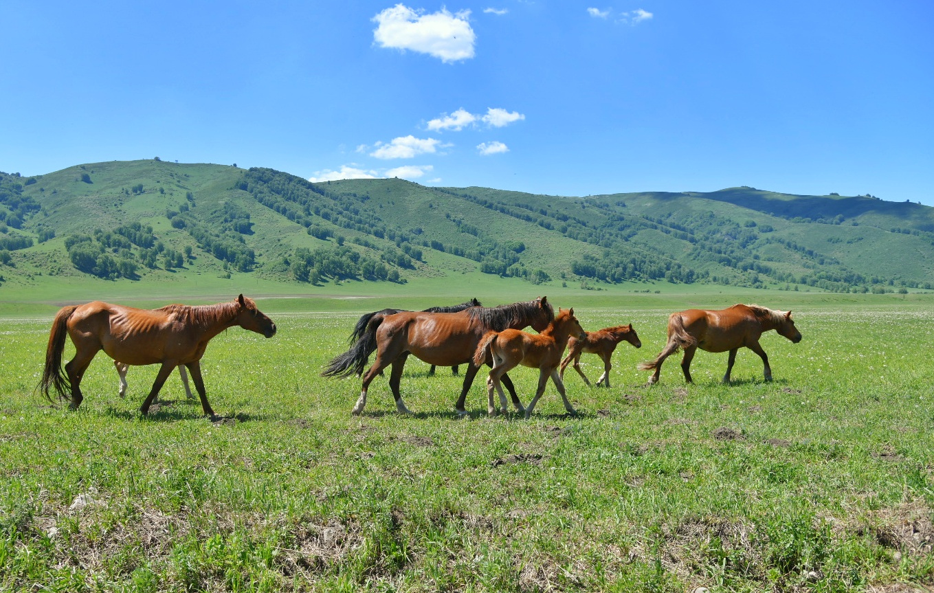 Жайылым жайын ойласақ...
