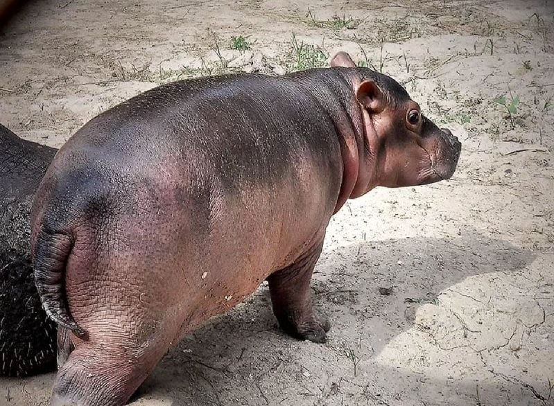 Алматы хайуанаттар бағында сусиыр дүниеге келді