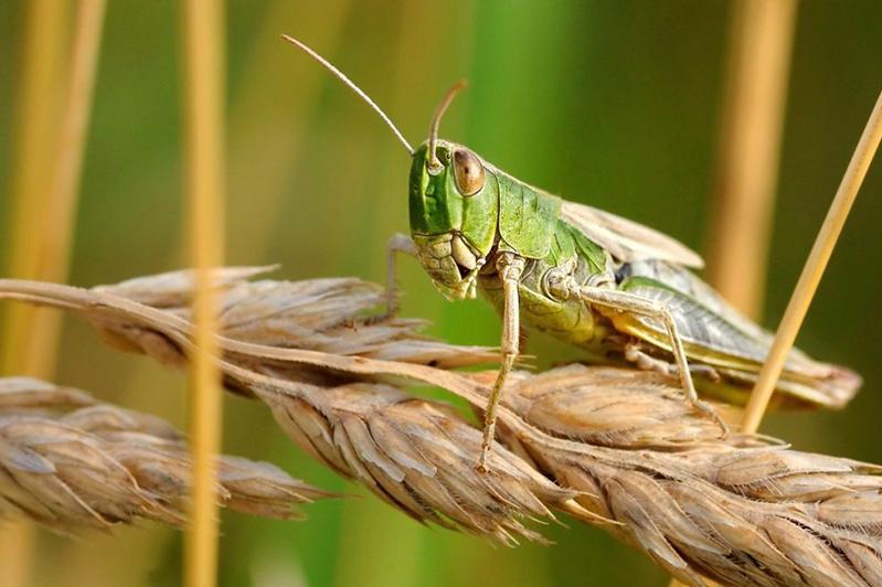 Үйірлі шегіртке егістікті отап жатыр