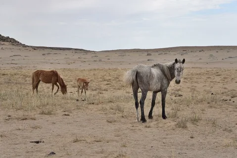 Қуаңшылық мал шаруашылығының құтын қашырды