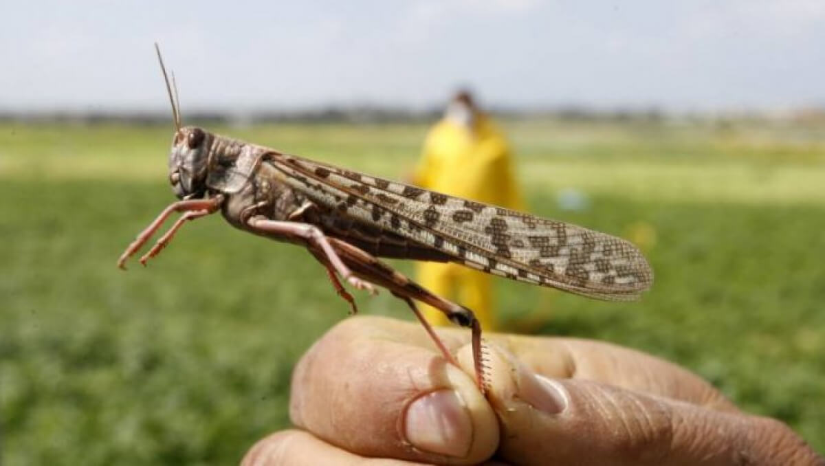 Шегірткемен күрес ширай түсті