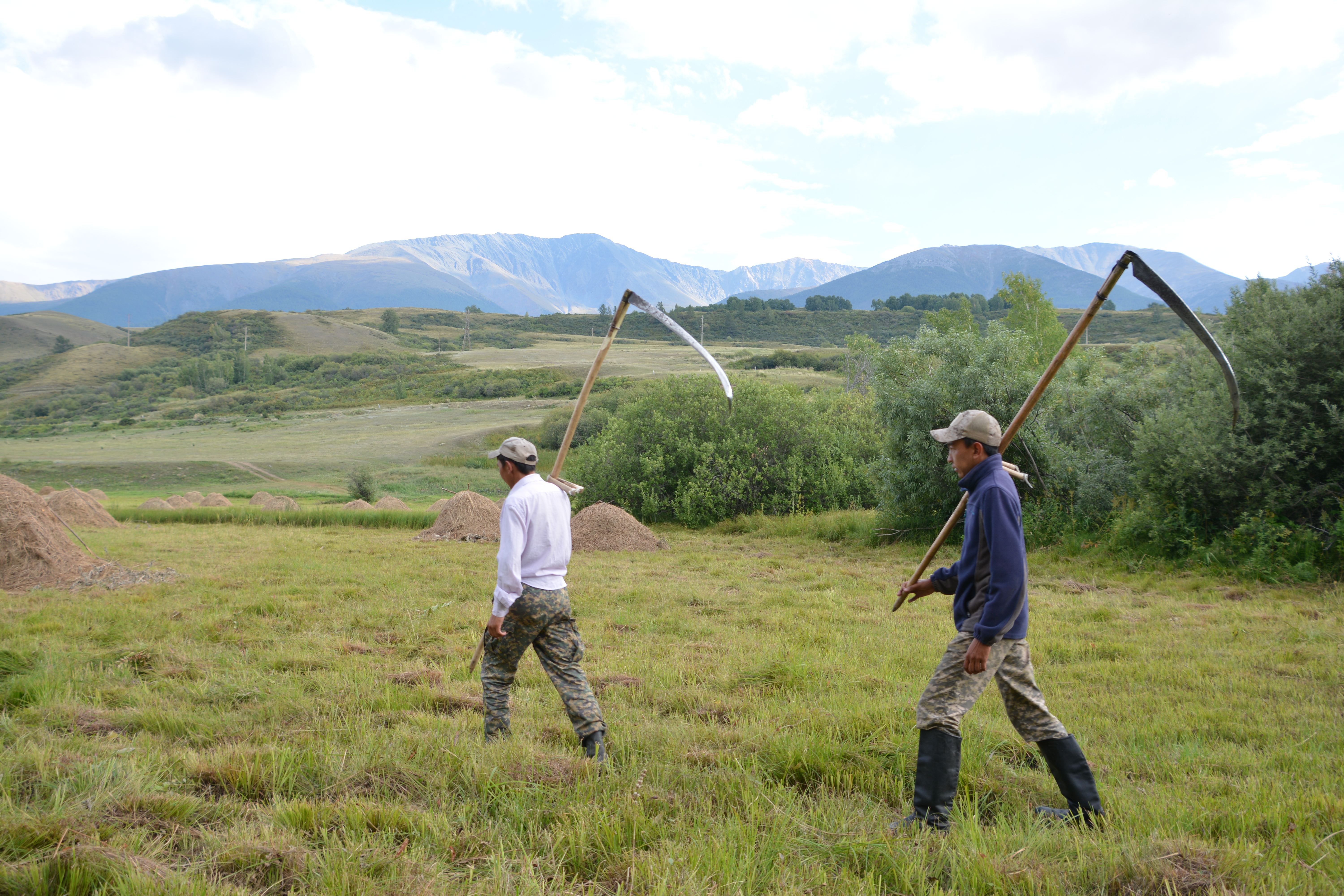 Шығыста шөп селдір