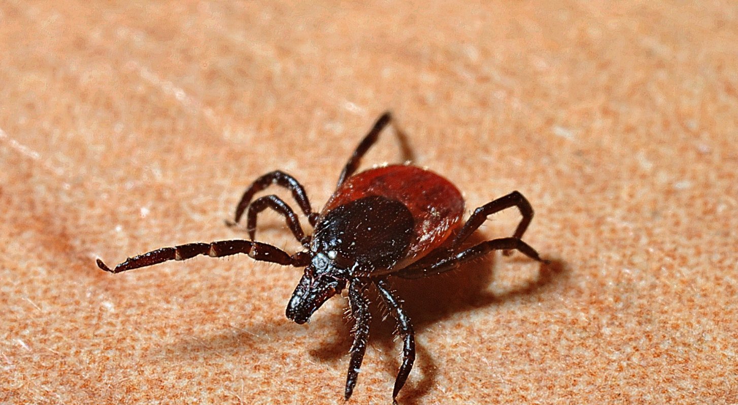 Кене қаптаған ауылдар кімнен көмек сұрайды?