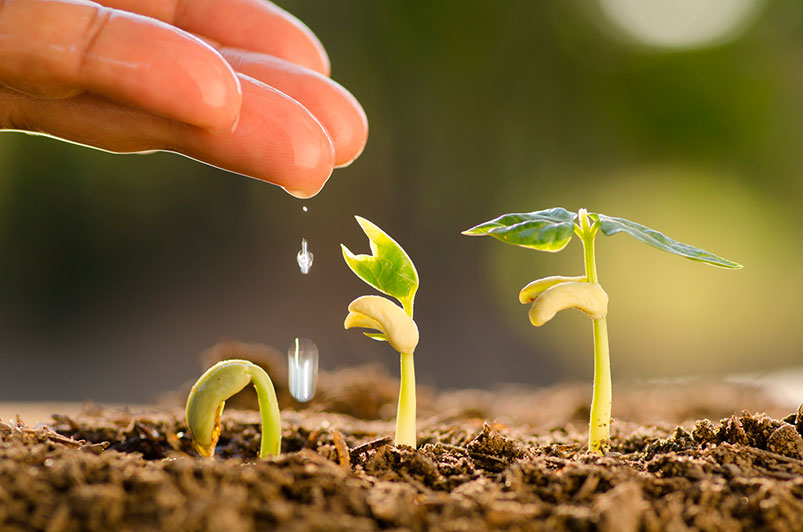 «Дала күні» шарасы