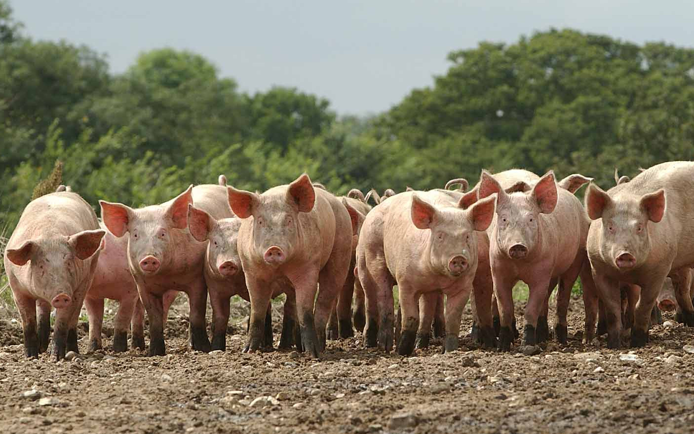 Татарстанда шошқа обасын жұқтыру жағдайы тіркелді