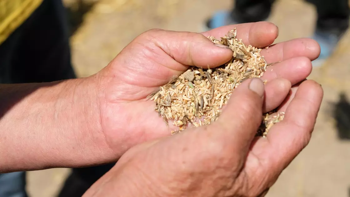 Ресей Федерациясы астық мәмілесін тоқтатты