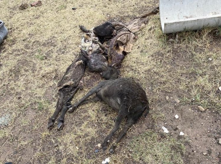 Өртенген малды кім өтейді?