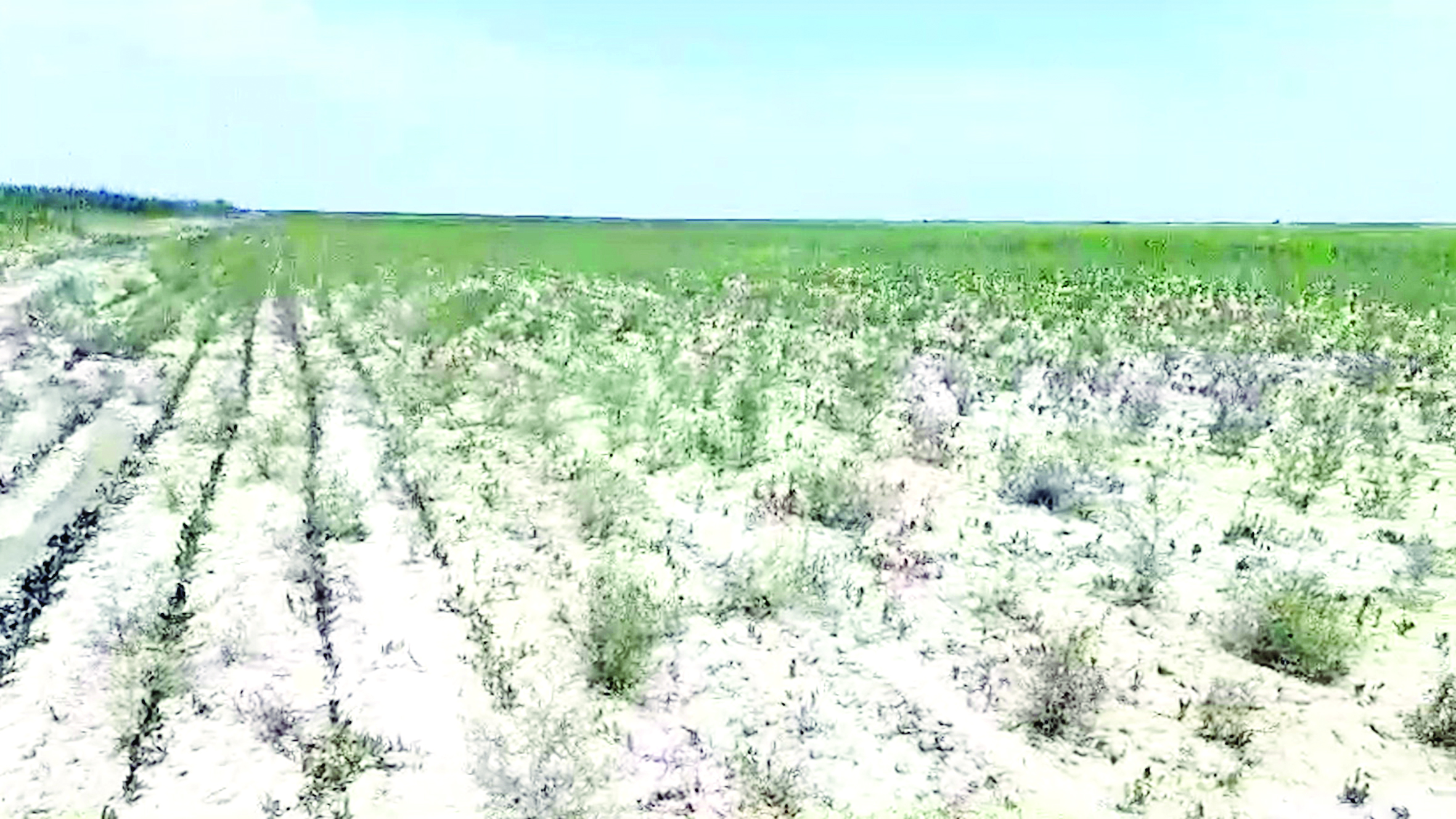 Күйген алқап, күйінген шаруа