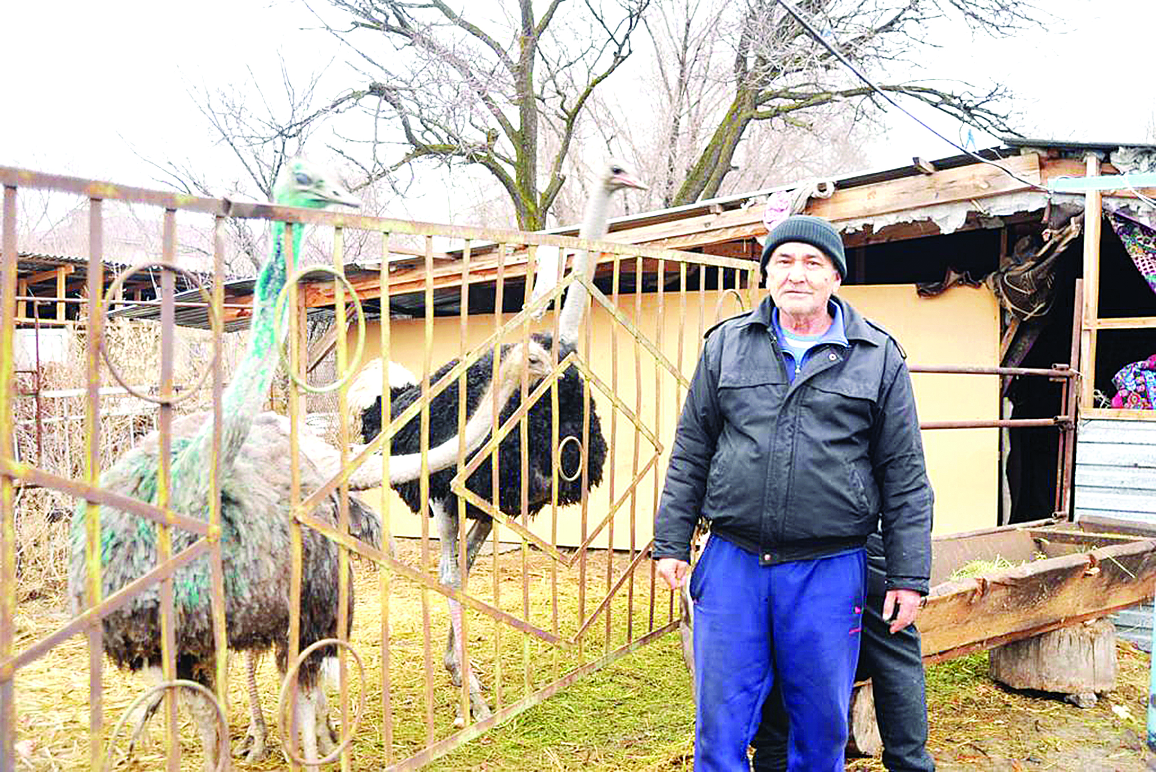 Түйеқұс өсіріп, табыс тапқан