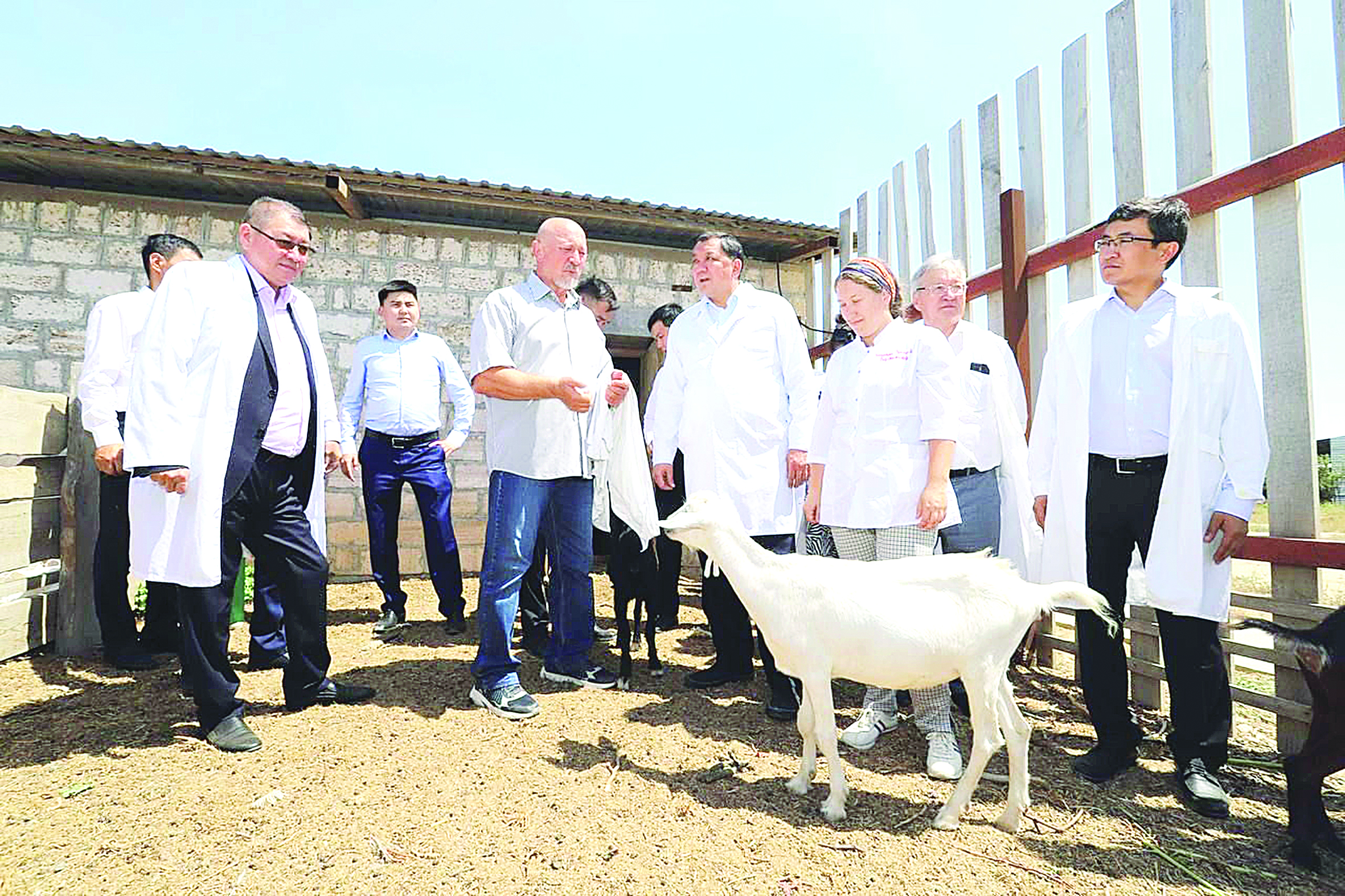 «Жеті лақтың» өрісі кеңеймек