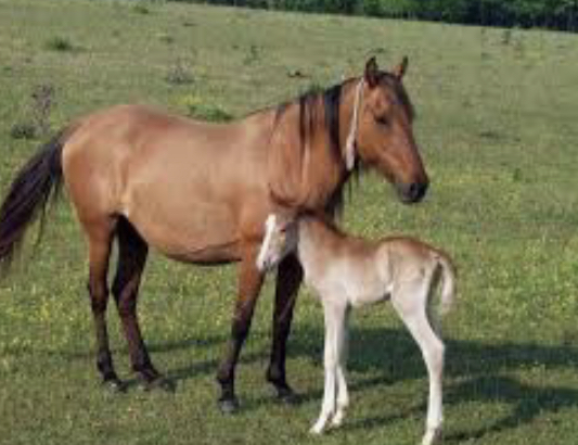 Батысқазақстандық шаруа өзгенің жылқыларын атып тастаған