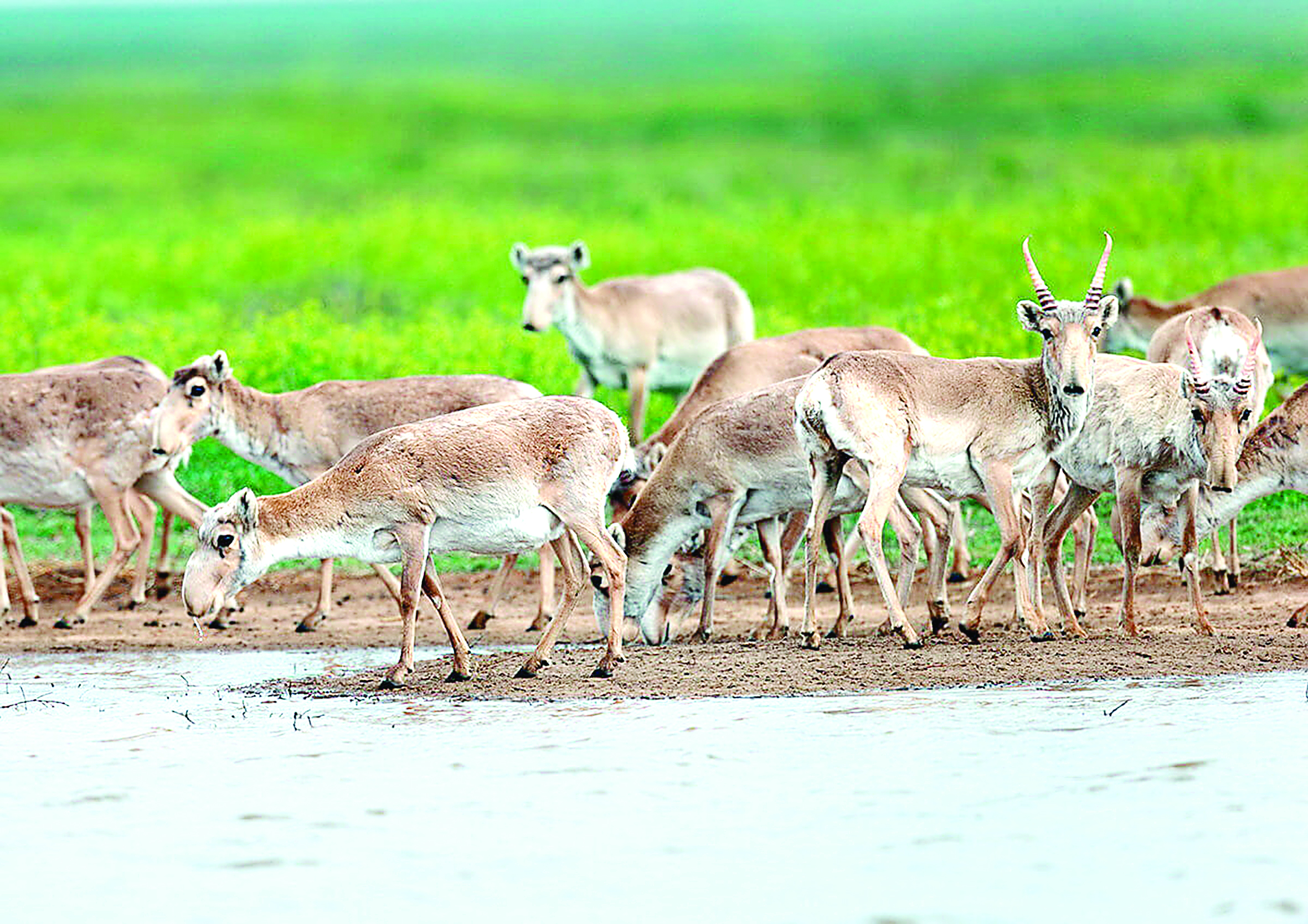Киік кесірі: Шаруалар өтемақы сұрайды